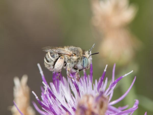 Wildbienen der Schweiz Zweifleck-Pelzbiene - Anthophora bimaculata