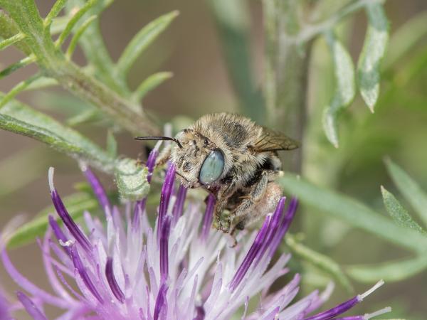 Wildbienen der Schweiz Zweifleck-Pelzbiene - Anthophora bimaculata