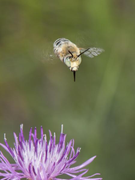 Wildbienen der Schweiz Zweifleck-Pelzbiene - Anthophora bimaculata