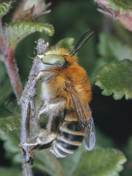 Wildbienen der Schweiz Zweifleck-Pelzbiene - Anthophora bimaculata