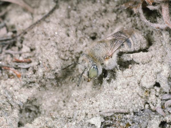 Wildbienen der Schweiz Zweifleck-Pelzbiene - Anthophora bimaculata