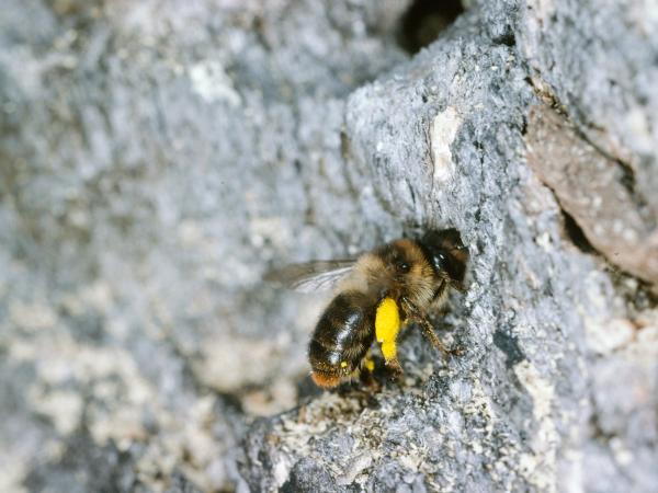Wildbienen der Schweiz Waldpelzbiene - Anthophora furcata