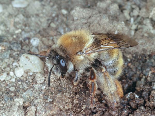 Wildbienen der Schweiz Schornstein-Pelzbiene - Anthophora plagiata