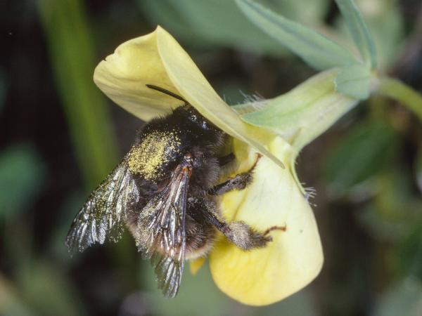 Wildbienen der Schweiz Schornstein-Pelzbiene - Anthophora plagiata