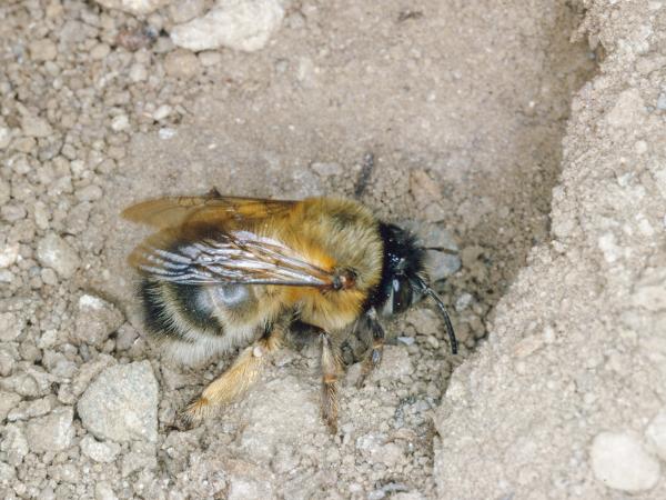 Wildbienen der Schweiz Frühlings-Pelzbiene - Anthophora plumipes