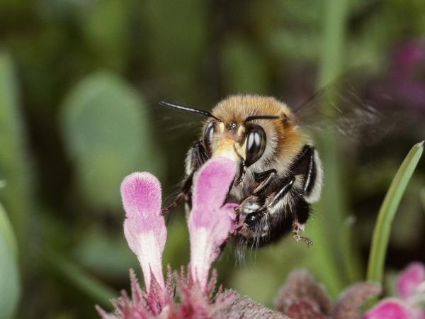 Wildbienen der Schweiz Frühlings-Pelzbiene - Anthophora plumipes
