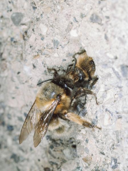 Wildbienen der Schweiz Frühlings-Pelzbiene - Anthophora plumipes