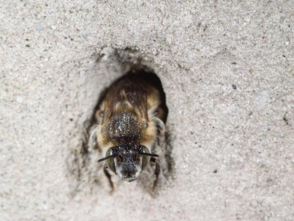 Wildbienen der Schweiz Vierfleck-Pelzbiene - Anthophora quadrimaculata