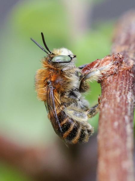 Wildbienen der Schweiz Vierfleck-Pelzbiene - Anthophora quadrimaculata