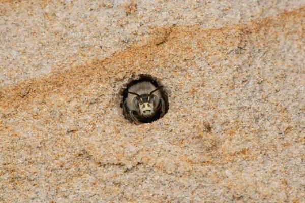 Wildbienen der Schweiz Vierfleck-Pelzbiene - Anthophora quadrimaculata