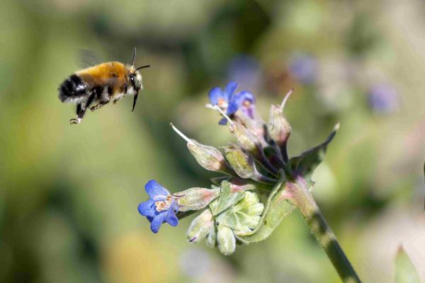 Wildbienen der Schweiz Rotbürstige Pelzbiene - Anthophora retusa