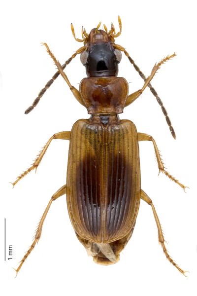   - Anthracus consputus