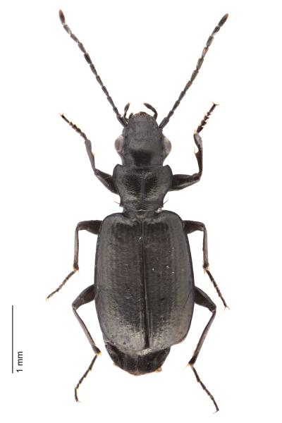 Carabes de Suisse  - Apristus europaeus