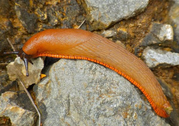 Les espèces néozones de Suisse Loche méridionale - Arion vulgaris