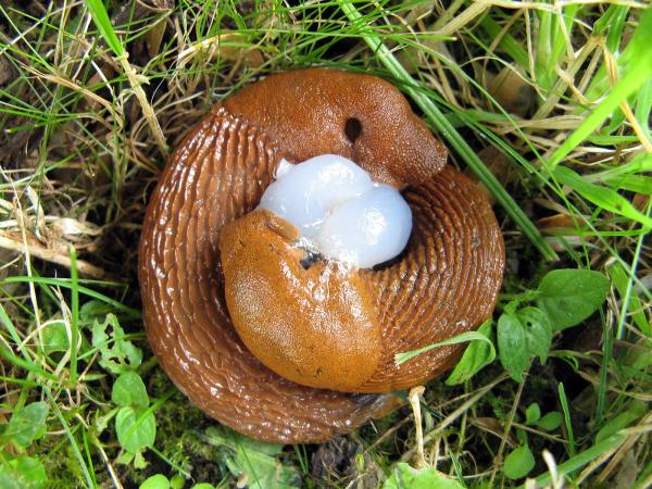 Les espèces néozones de Suisse Loche méridionale - Arion vulgaris