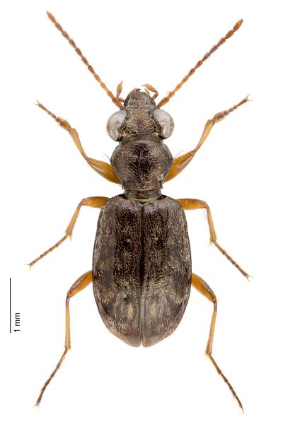   - Asaphidion austriacum