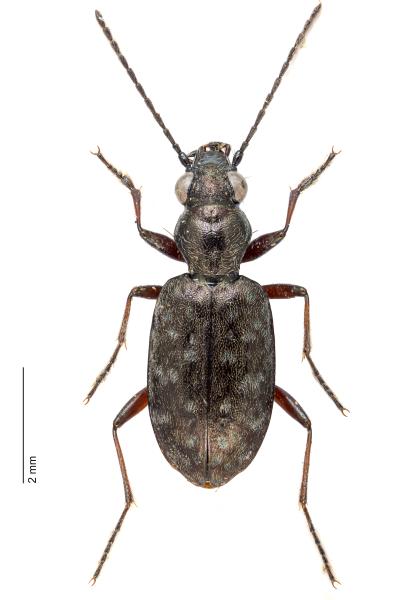   - Asaphidion caraboides caraboides