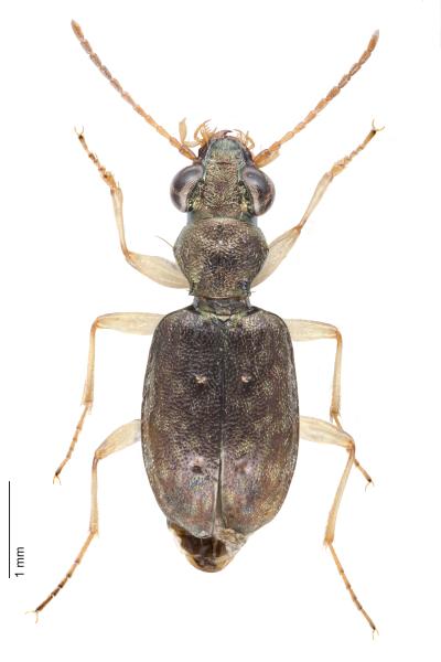 Carabes de Suisse  - Asaphidion curtum curtum