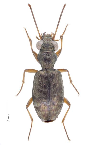   - Asaphidion flavipes
