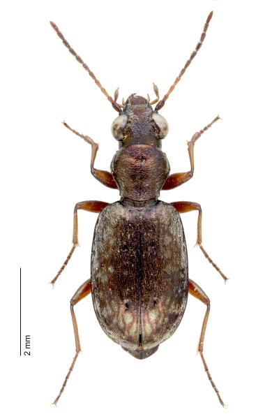   - Asaphidion pallipes