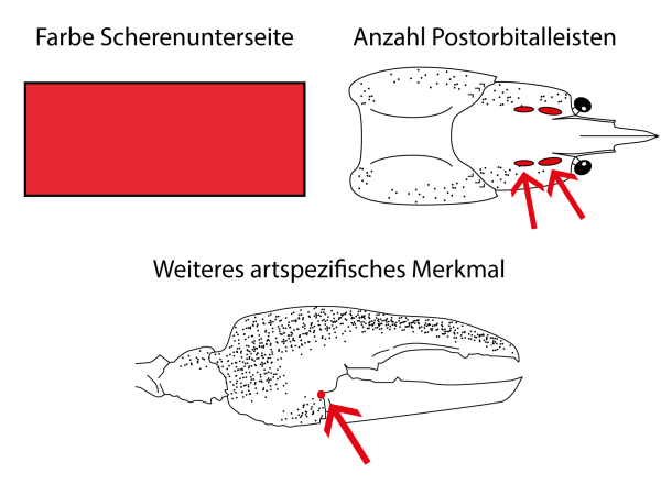  Edelkrebs - Astacus astacus