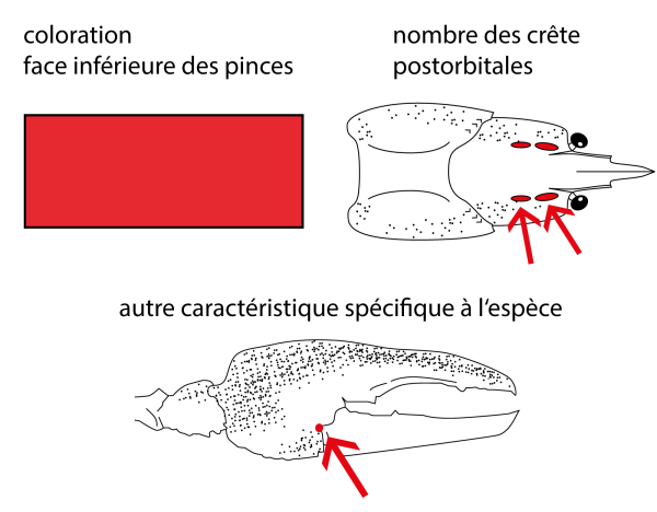  Écrevisse à pattes rouges - Astacus astacus
