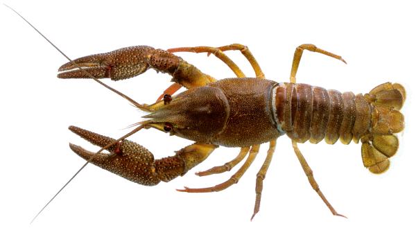  Écrevisse à pattes rouges - Astacus astacus