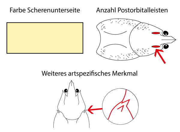  Italienischer Dohlenkrebs - Austropotamobius italicus