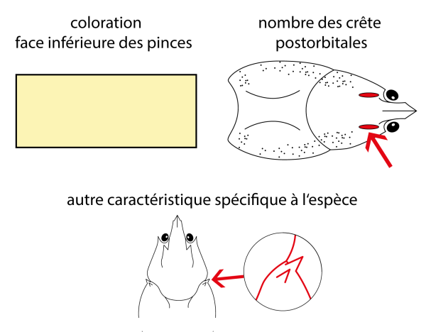  Ecrevisse italienne - Austropotamobius italicus