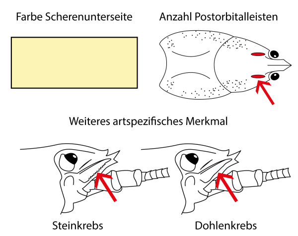  Dohlenkrebs - Austropotamobius pallipes