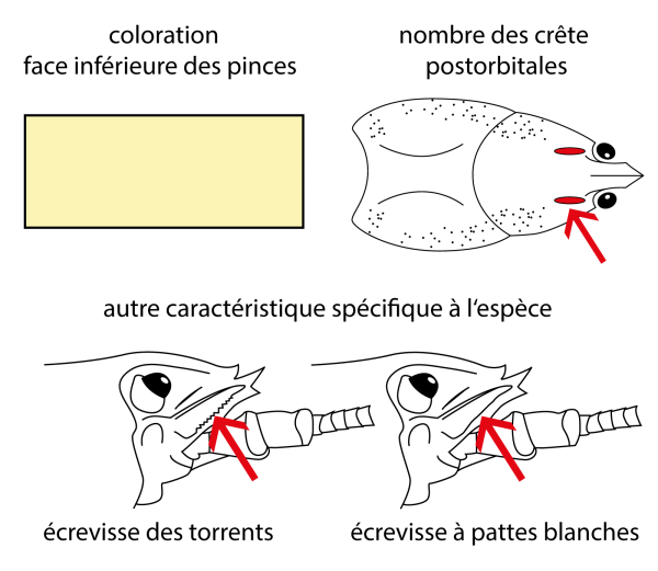  Ecrevisse à pattes blanches - Austropotamobius pallipes