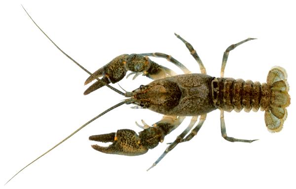  Ecrevisse des torrents - Austropotamobius torrentium