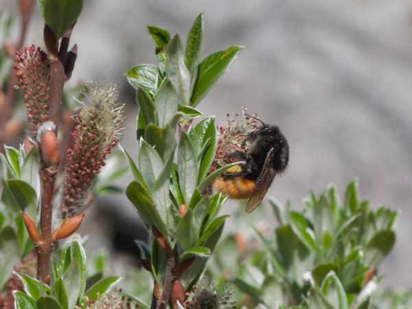 Les abeilles sauvages de Suisse Bourdon des Alpes - Bombus alpinus
