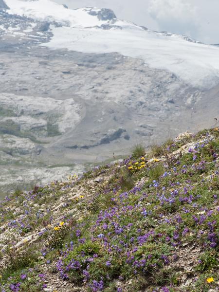 Les abeilles sauvages de Suisse Bourdon des Alpes - Bombus alpinus