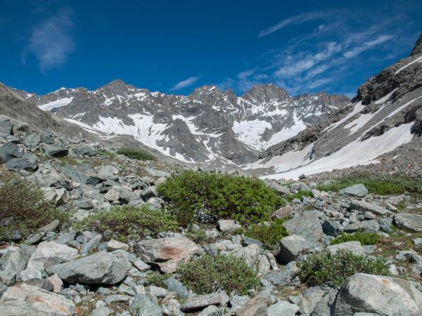 Les abeilles sauvages de Suisse Bourdon des Alpes - Bombus alpinus