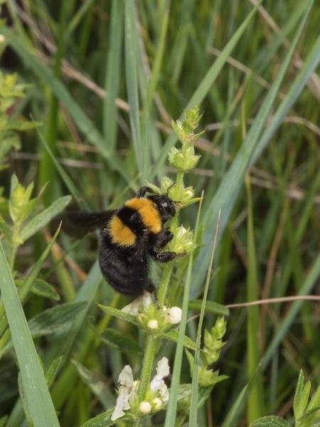 Les abeilles sauvages de Suisse  - Bombus argillaceus
