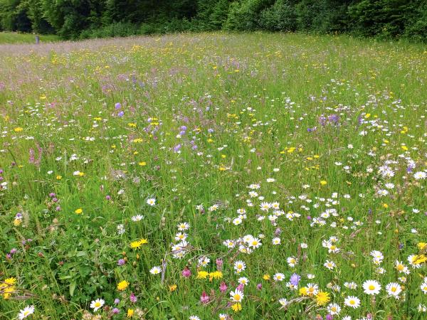 Les abeilles sauvages de Suisse Bourdon variable - Bombus humilis
