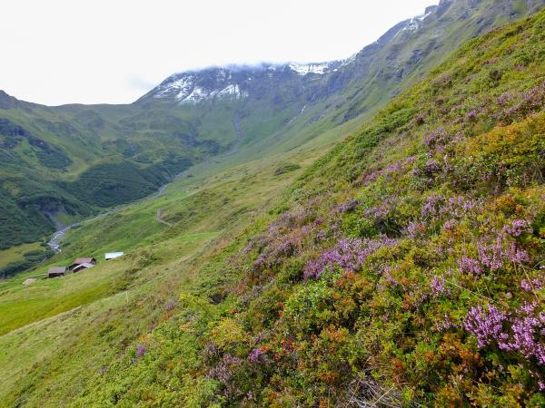 Les abeilles sauvages de Suisse Bourdon cryptique - Bombus cryptarum