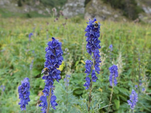 Les abeilles sauvages de Suisse  - Bombus gerstaeckeri