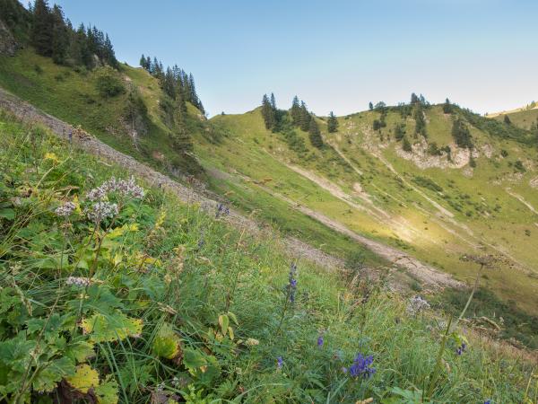 Les abeilles sauvages de Suisse  - Bombus gerstaeckeri