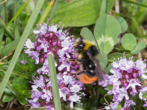 Les abeilles sauvages de Suisse Bourdon des pierres - Bombus lapidarius