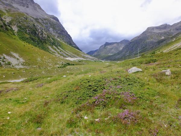 Les abeilles sauvages de Suisse Bourdon des forêts - Bombus lucorum