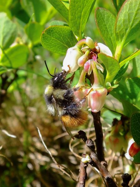 Les abeilles sauvages de Suisse  - Bombus monticola