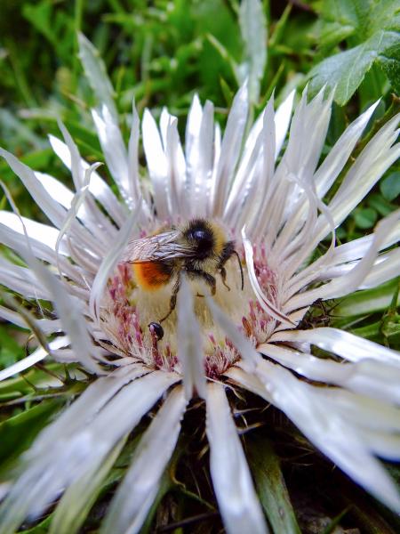 Les abeilles sauvages de Suisse  - Bombus monticola
