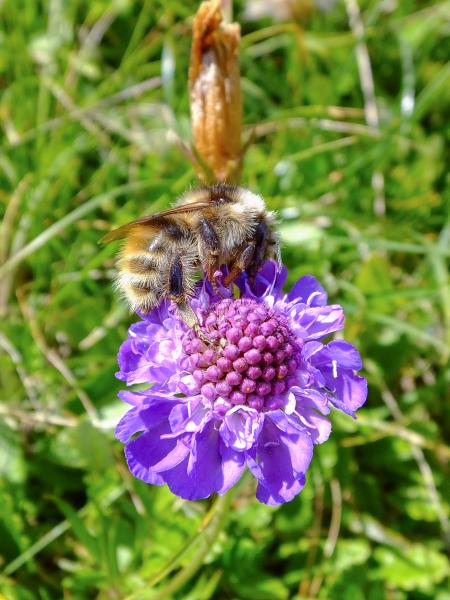 Les abeilles sauvages de Suisse  - Bombus mucidus