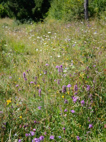 Les abeilles sauvages de Suisse  - Bombus confusus