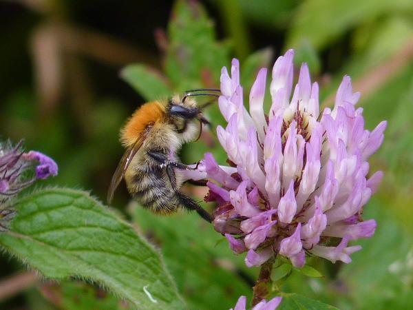 Les abeilles sauvages de Suisse Bourdon des champs - Bombus pascuorum