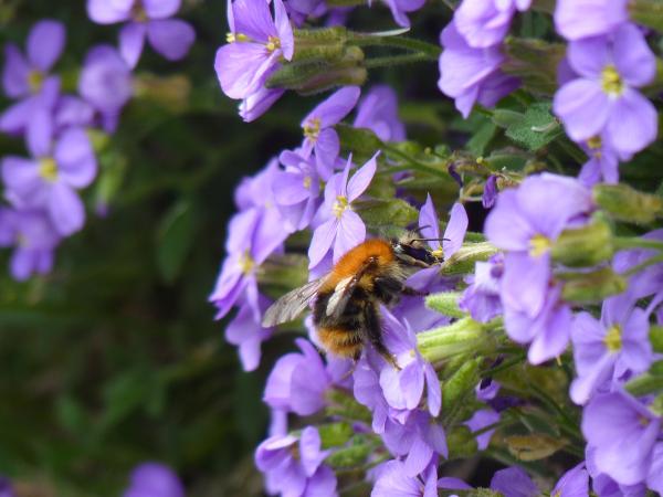 Les abeilles sauvages de Suisse Bourdon des champs - Bombus pascuorum