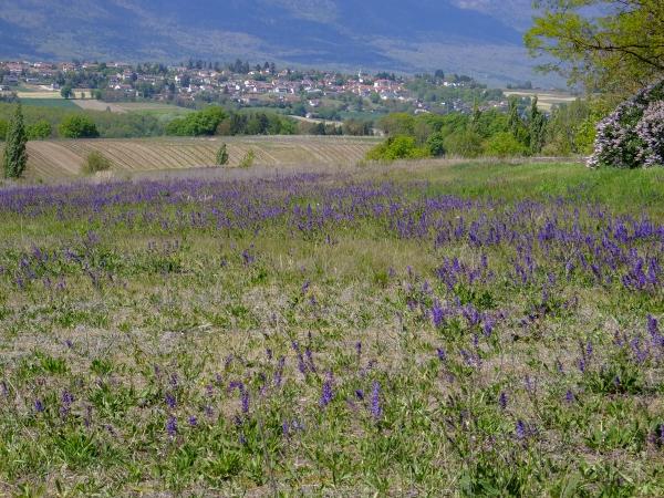 Les abeilles sauvages de Suisse Bourdon des friches - Bombus ruderatus