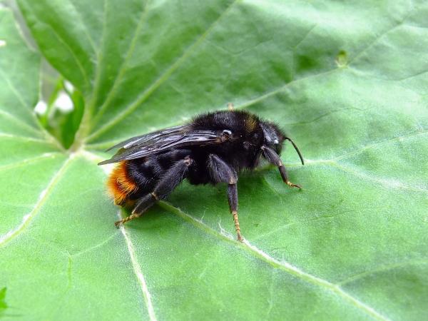 Les abeilles sauvages de Suisse Psithyre des rochers - Bombus rupestris